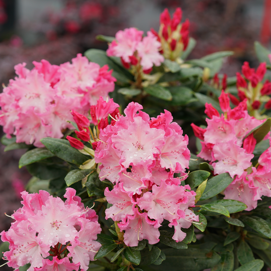 Dandy Man Color Wheel® Rhododendron