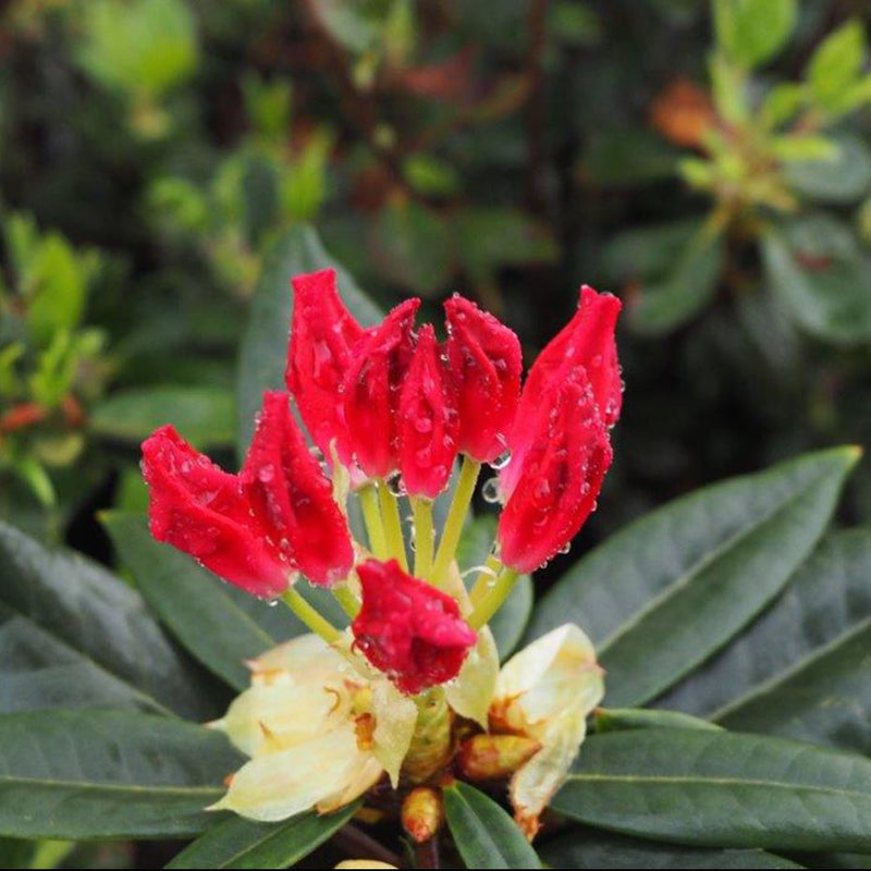 Dandy Man Color Wheel Rhododendron up close.