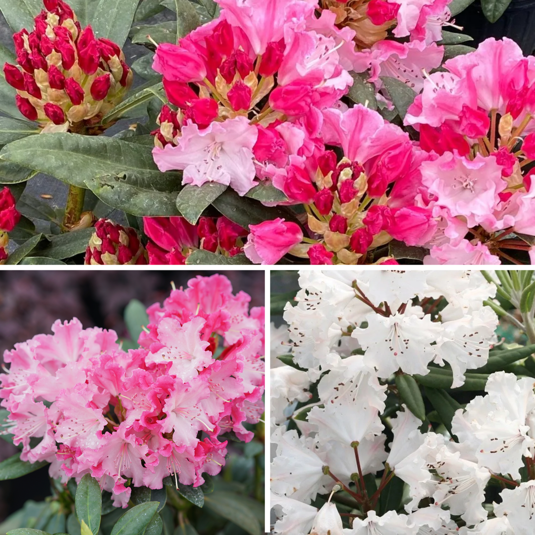 Rhododendron | Dandy Man Color Wheel® | Proven Winners® Shrubs