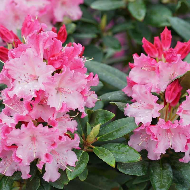 Dandy Man Color Wheel Rhododendron up close.