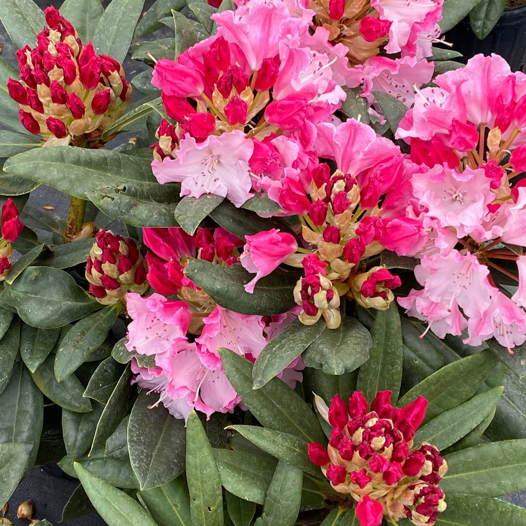 Rhododendron | Dandy Man Color Wheel® | Proven Winners® Shrubs