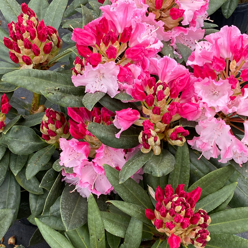 Dandy Man Color Wheel Dandy Man Color Wheel Rhododendron up close.