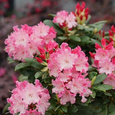 Dandy Man Color Wheel Rhododendron up close.