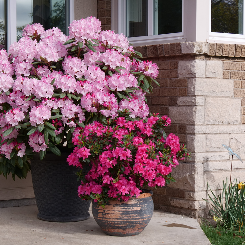 Dandy Man Color Wheel Dandy Man Color Wheel Rhododendron in use.