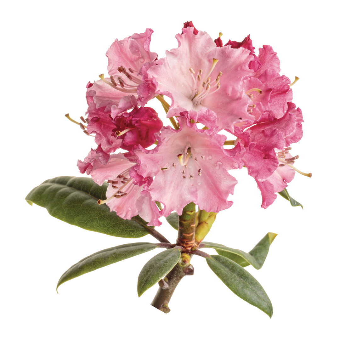 Rhododendron | Dandy Man Color Wheel®