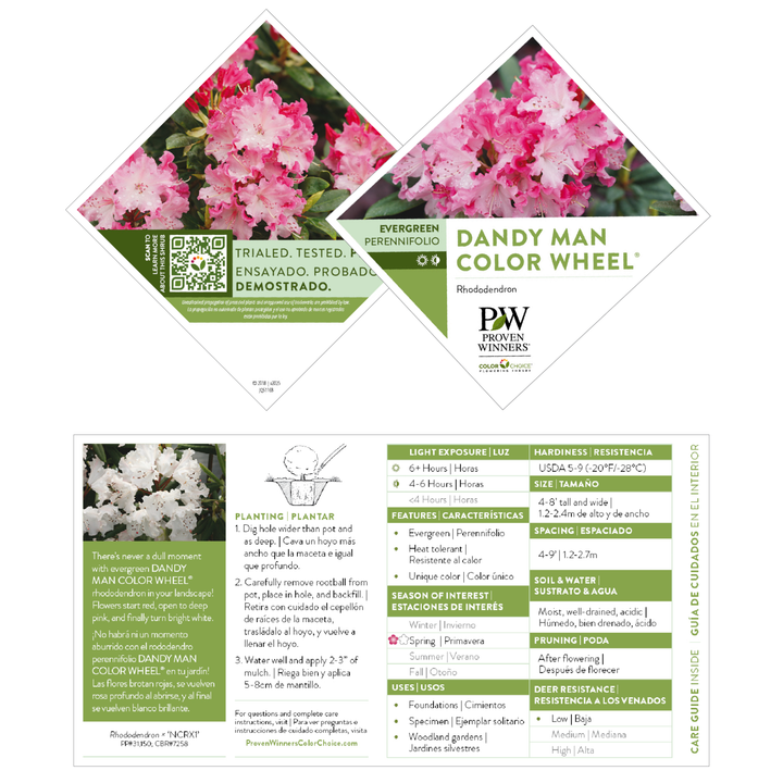 Dandy Man Color Wheel® Rhododendron