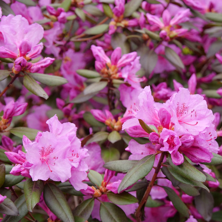 Rhododendron | Black Hat® | Proven Winners® Shrubs – Proven