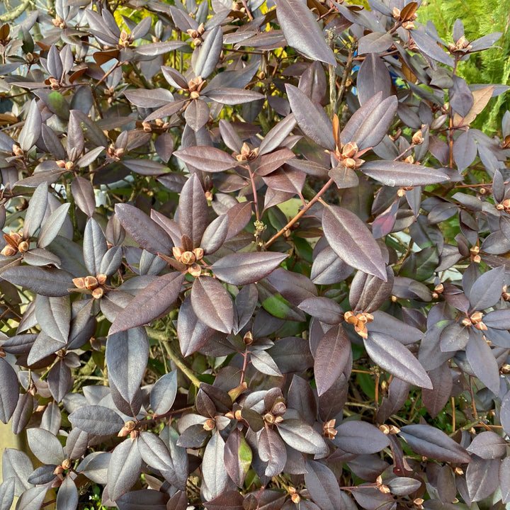Rhododendron | Black Hat®