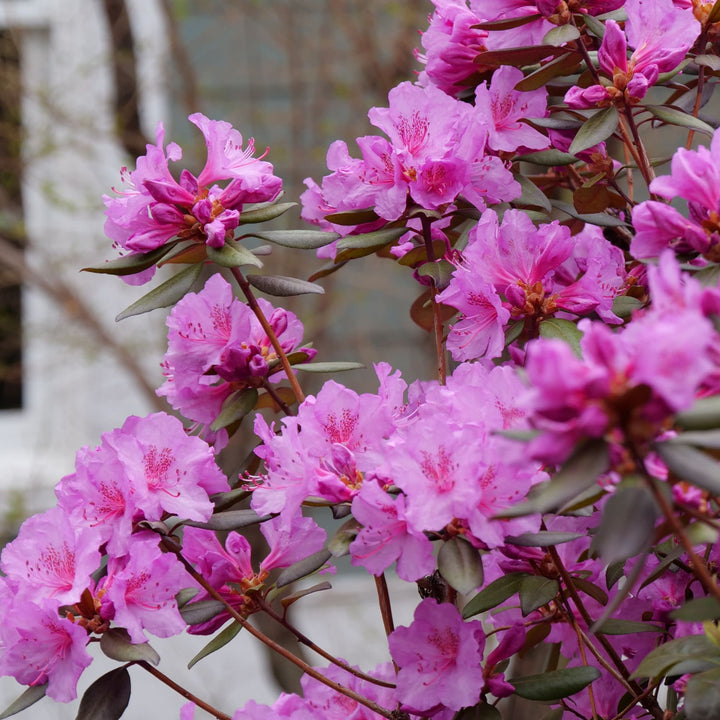 rhododendron black Rhododendron | Black Hat