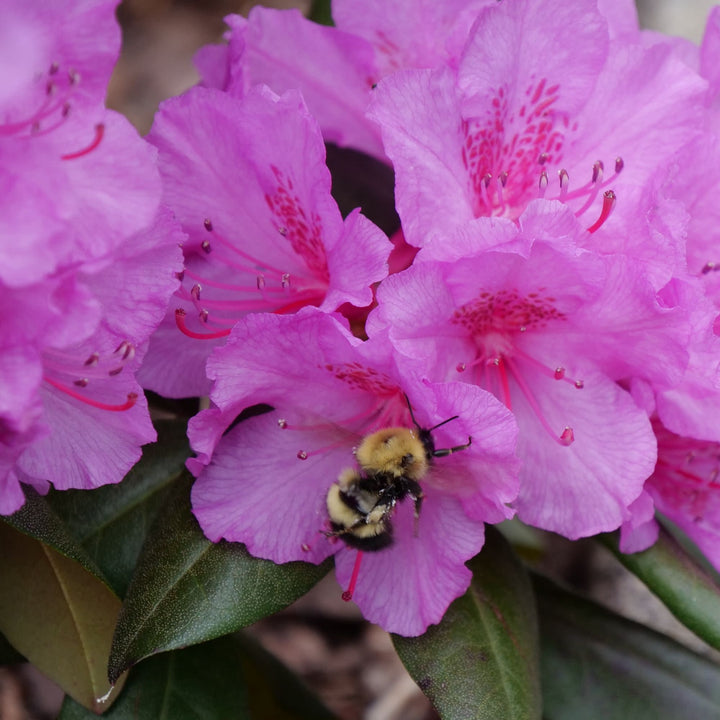 Black Hat® (Rhododendron x)
