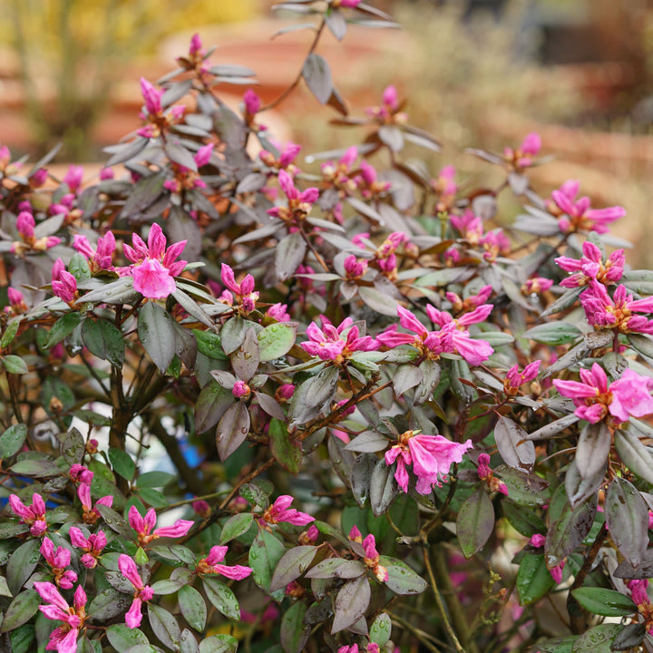 Rhododendron | Black Hat® | Proven Winners® Shrubs – Proven