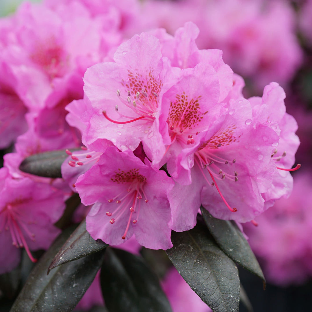 Black Hat® (Rhododendron x)