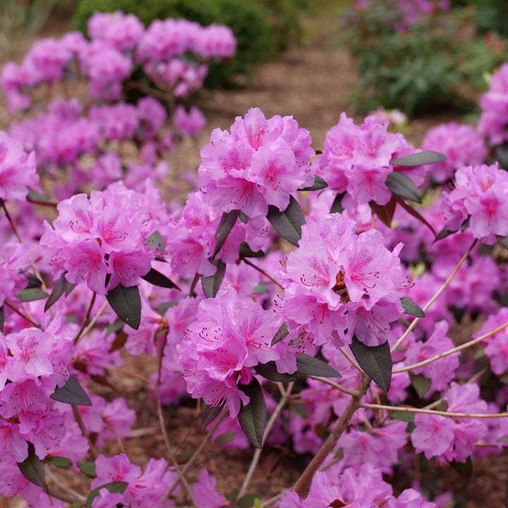 Black Hat® (Rhododendron x)