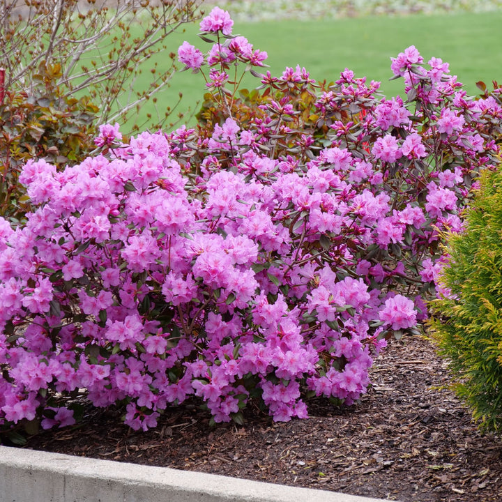 Black Hat® (Rhododendron x)