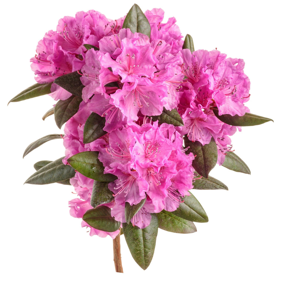 Black Hat® (Rhododendron x)