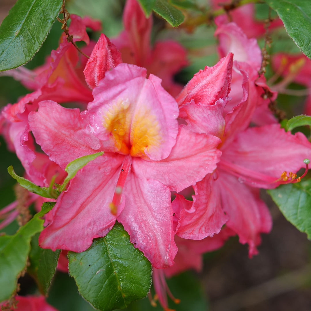 Azalea | Sweet Reward® Pink | Proven Winners® Shrubs – Proven