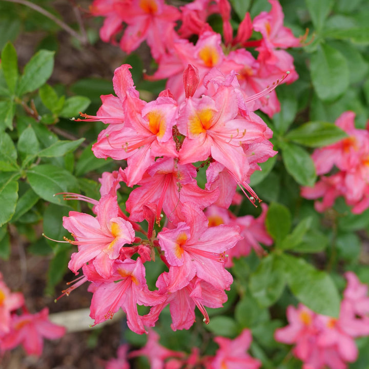 Azalea | Sweet Reward® Pink | Proven Winners® Shrubs – Proven