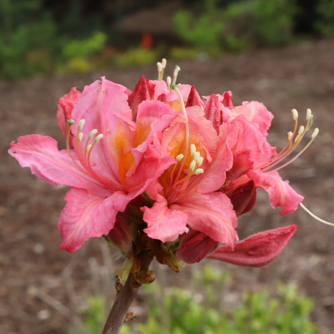 Sweet Reward® Pink Azalea (Rhododendron x)