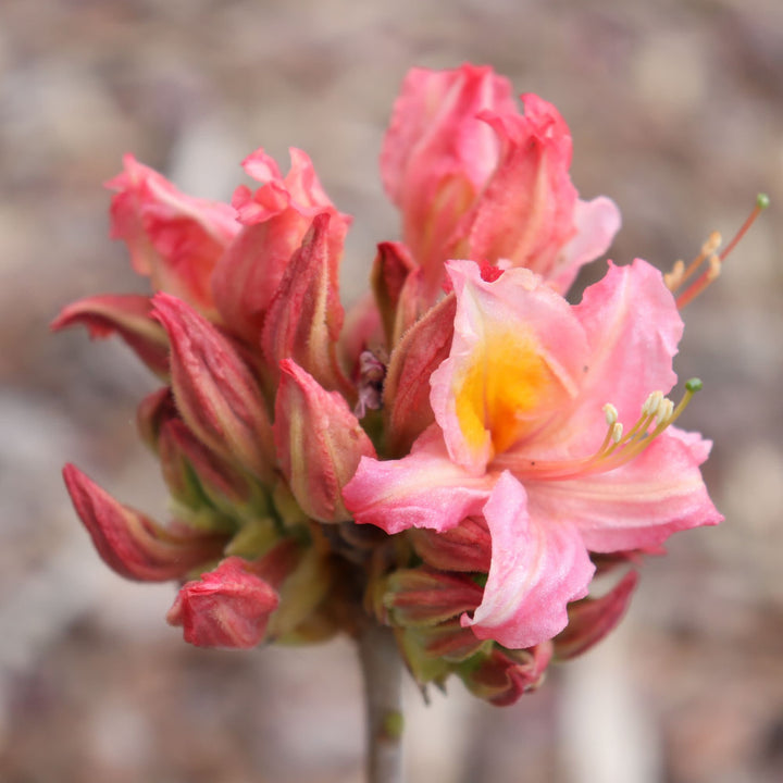 Sweet Reward® Pink Azalea (Rhododendron x)