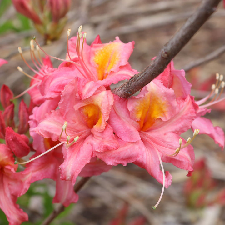 Azalea | Sweet Reward® Pink