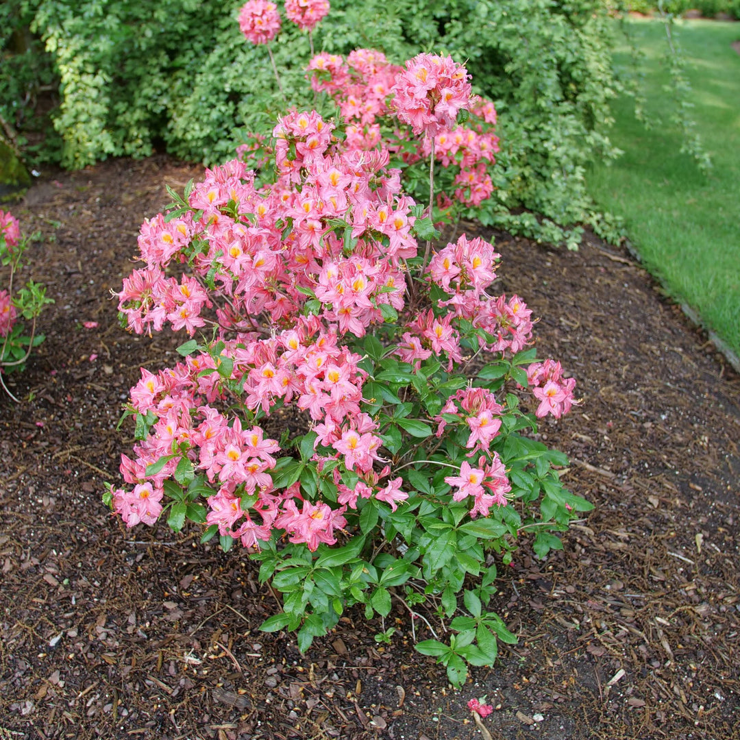 Azalea | Sweet Reward® Pink | Proven Winners® Shrubs – Proven
