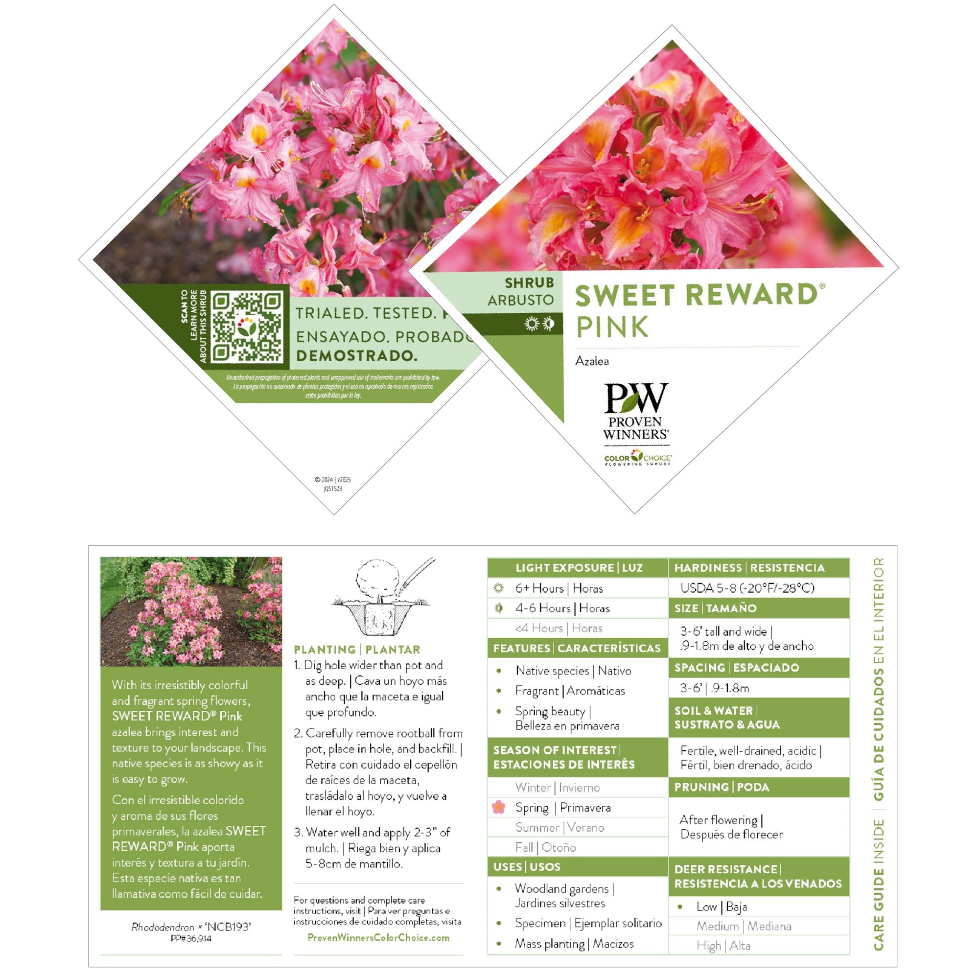 Azalea | Sweet Reward® Pink | Proven Winners® Shrubs – Proven