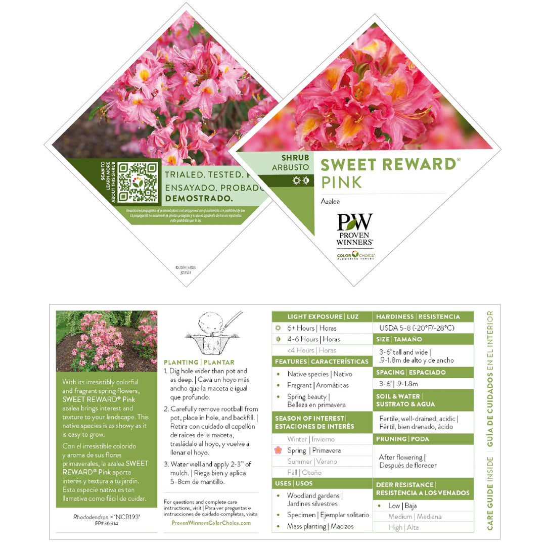 Azalea | Sweet Reward® Pink | Proven Winners® Shrubs – Proven