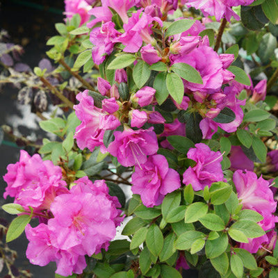 Perfecto Mundo Double Purple Reblooming Azalea up close.