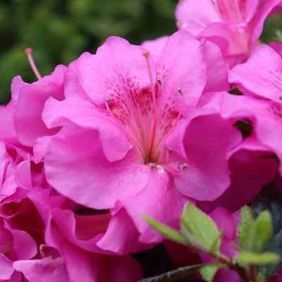 Perfecto Mundo Double Purple Perfecto Mundo Double Purple Reblooming Azalea up close.