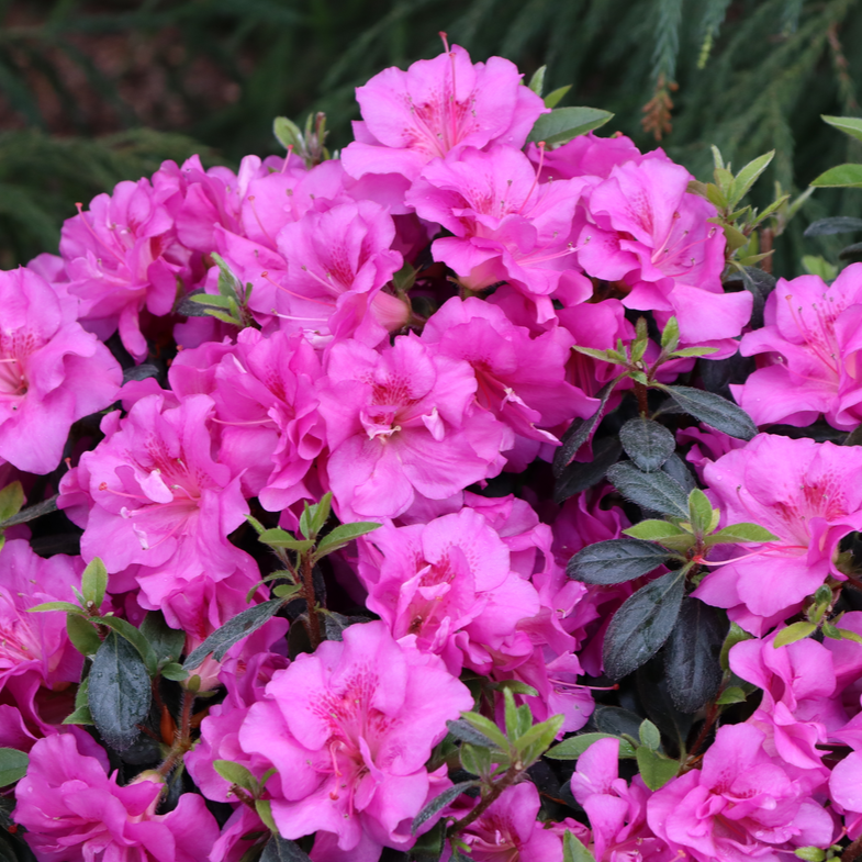 Perfecto Mundo Double Purple Perfecto Mundo Double Purple Reblooming Azalea up close.