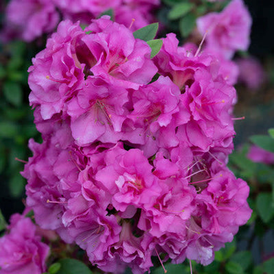 Perfecto Mundo Double Purple Reblooming Azalea up close.