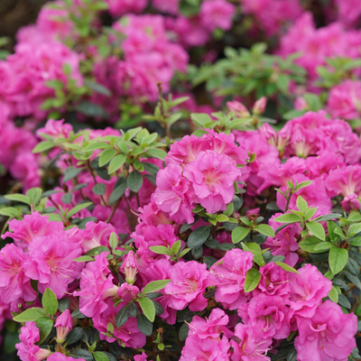 Perfecto Mundo Double Purple Perfecto Mundo Double Purple Reblooming Azalea in focus.