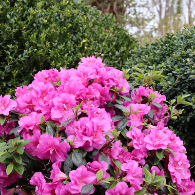 Perfecto Mundo Double Purple Perfecto Mundo Double Purple Reblooming Azalea in use.