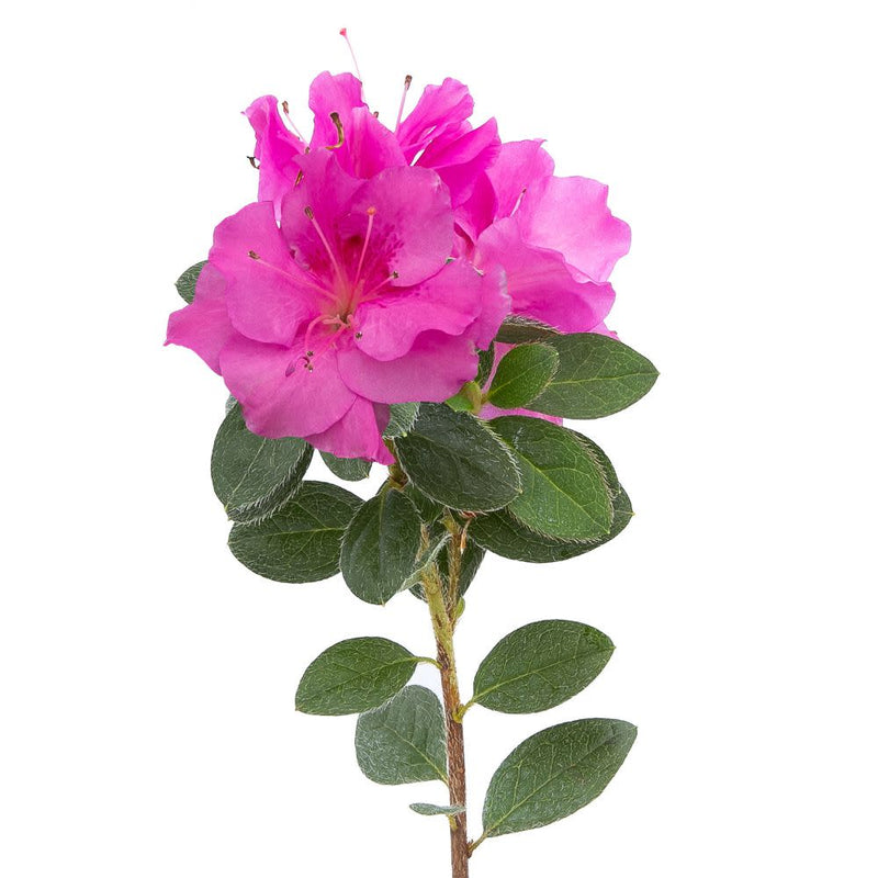 Perfecto Mundo® Double Purple Reblooming Azalea (Rhododendron x)