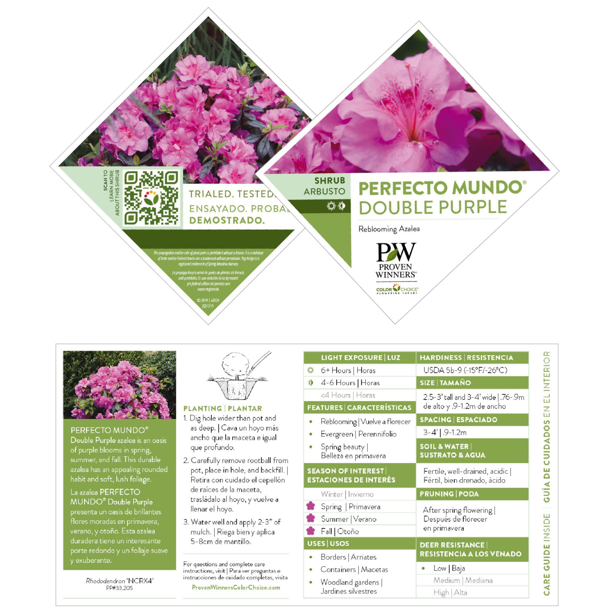 花卉圖2 Reblooming Azalea | Perfecto Mundo® Double Purple | Proven Winners