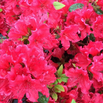 Perfecto Mundo Red Reblooming Azalea up close.