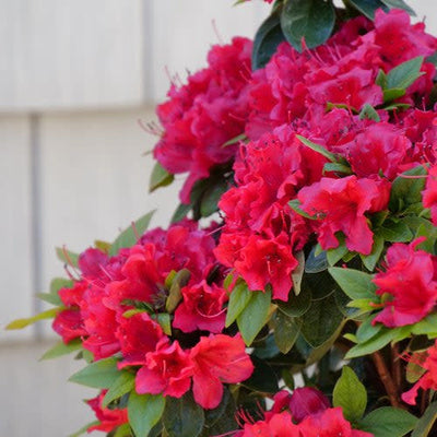 Perfecto Mundo Red Reblooming Azalea up close.