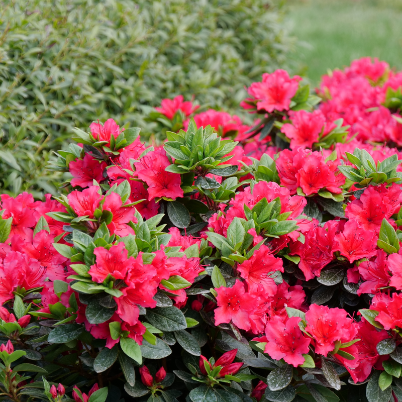 Perfecto Mundo Red Perfecto Mundo Red Reblooming Azalea in focus.