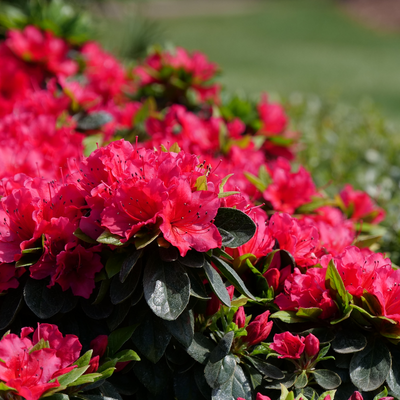 Perfecto Mundo Red Perfecto Mundo Red Reblooming Azalea in focus.