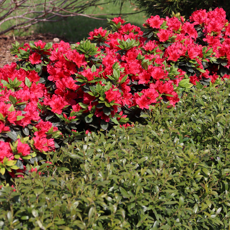 Perfecto Mundo Red Perfecto Mundo Red Reblooming Azalea in use.