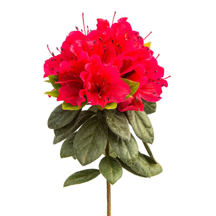 Perfecto Mundo® Red Reblooming Azalea (Rhododendron x)