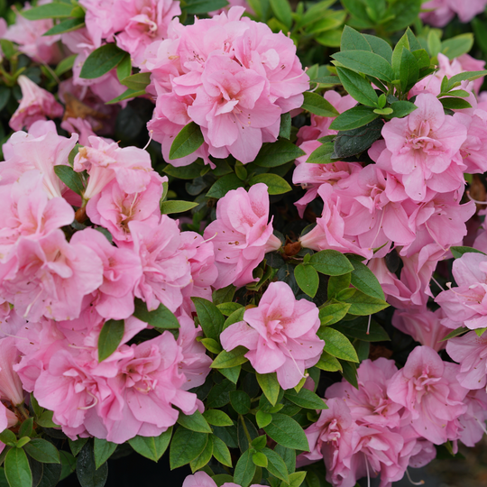 Perfecto Mundo® Double Pink Reblooming Azalea (Rhododendron x)