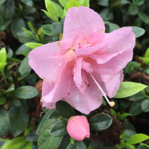 Perfecto Mundo Double Pink Reblooming Azalea up close.