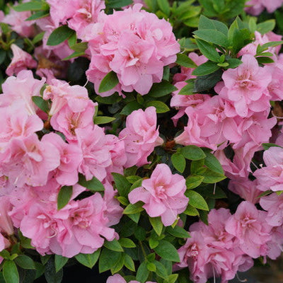 Perfecto Mundo Double Pink Reblooming Azalea up close.