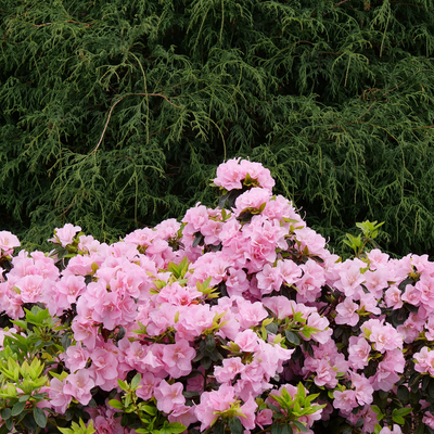 Perfecto Mundo Double Pink Perfecto Mundo Double Pink Reblooming Azalea in focus.