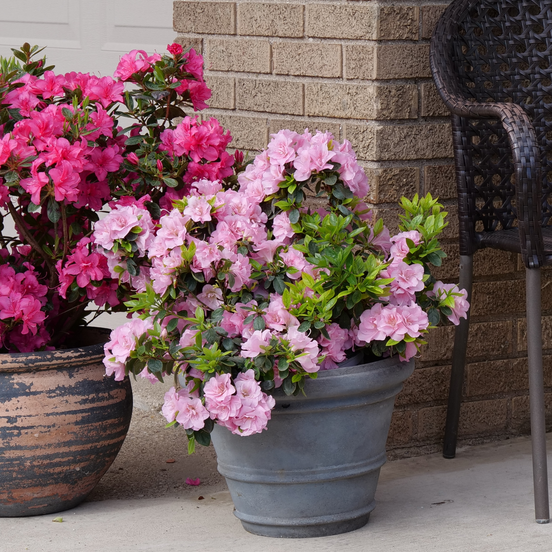 Reblooming Azalea | Perfecto Mundo® Double Pink | Proven Winners