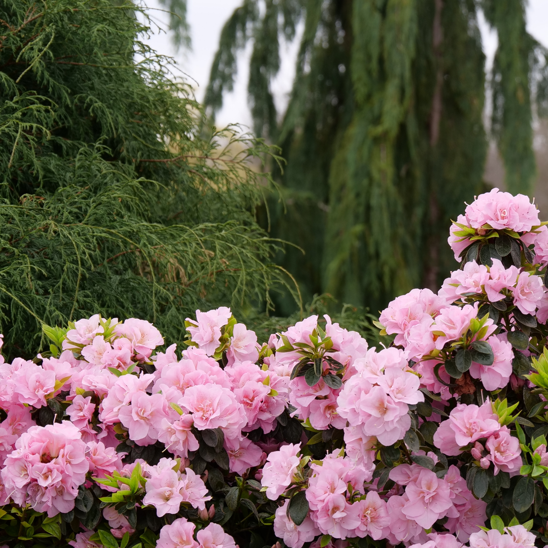 Reblooming Azalea | Perfecto Mundo® Double Pink | Proven Winners