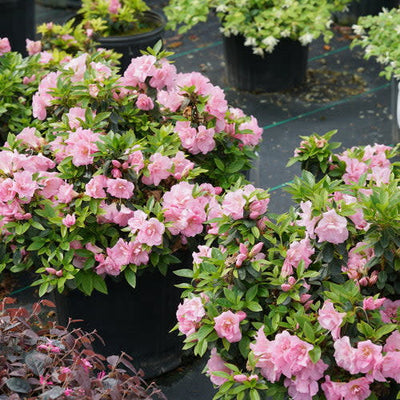 Perfecto Mundo Double Pink Reblooming Azalea in use.