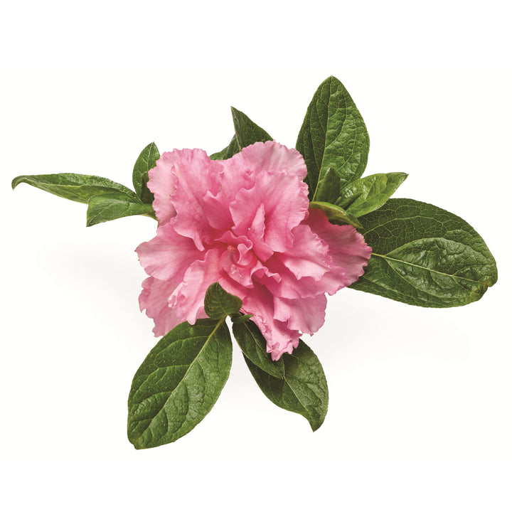 Perfecto Mundo® Double Pink Reblooming Azalea (Rhododendron x)