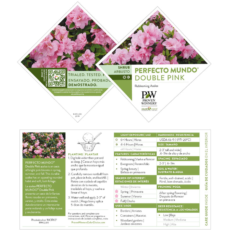 Reblooming Azalea | Perfecto Mundo® Double Pink | Proven Winners